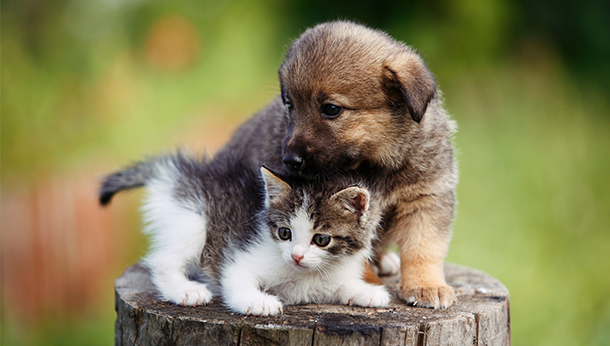 puppy and kitten on tree stump