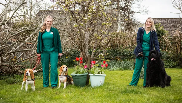 Three dogs and nurses