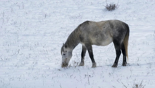 Horse grazing in field in the snow