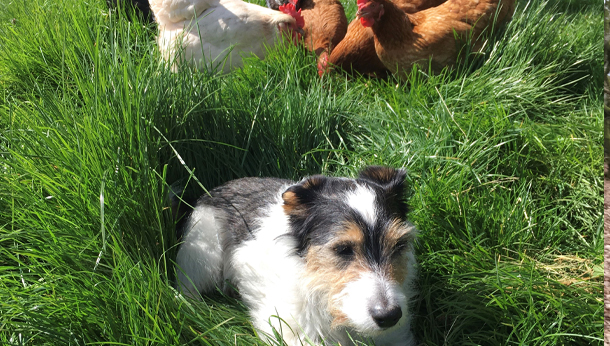 Dog with chickens