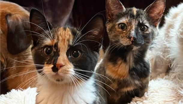 Two-tortoiseshell-kittens