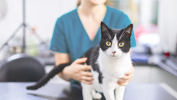 black and white kitten with nurse