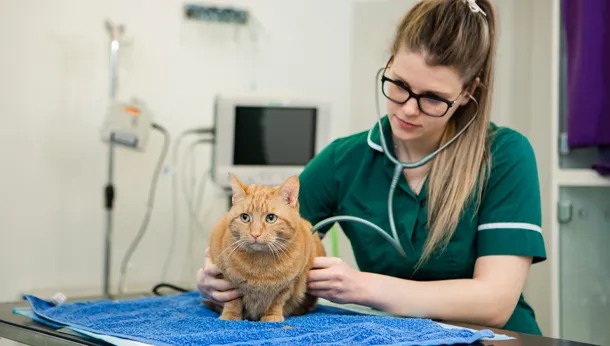 Cat Clinic Nurse Cat
