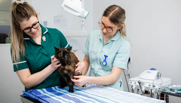 Cat Clinic Nurse SVN Cat