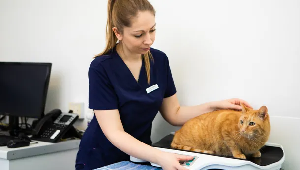 Cat Clinic Vet Cat