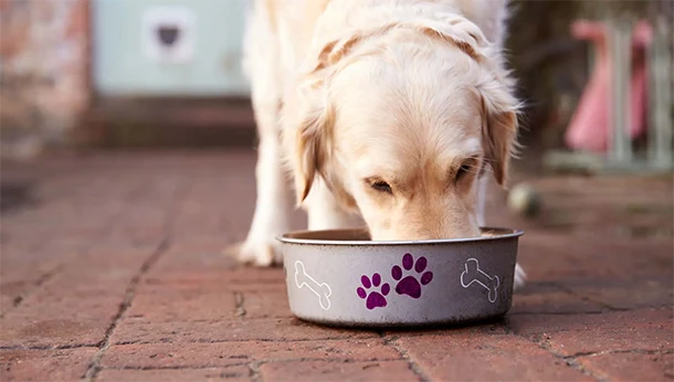 Dog pet nutrition food