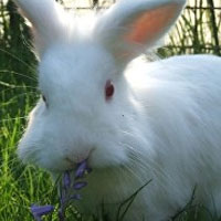 Selma - Bunny Blogger