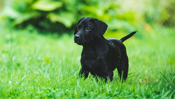 Black puppy in grass