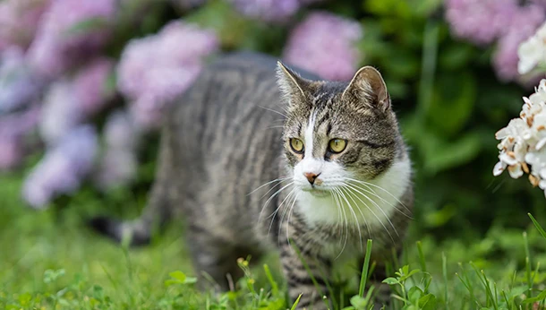 cat on grass with purple flowers