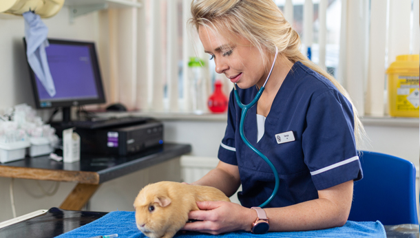 Vet with guinea pig