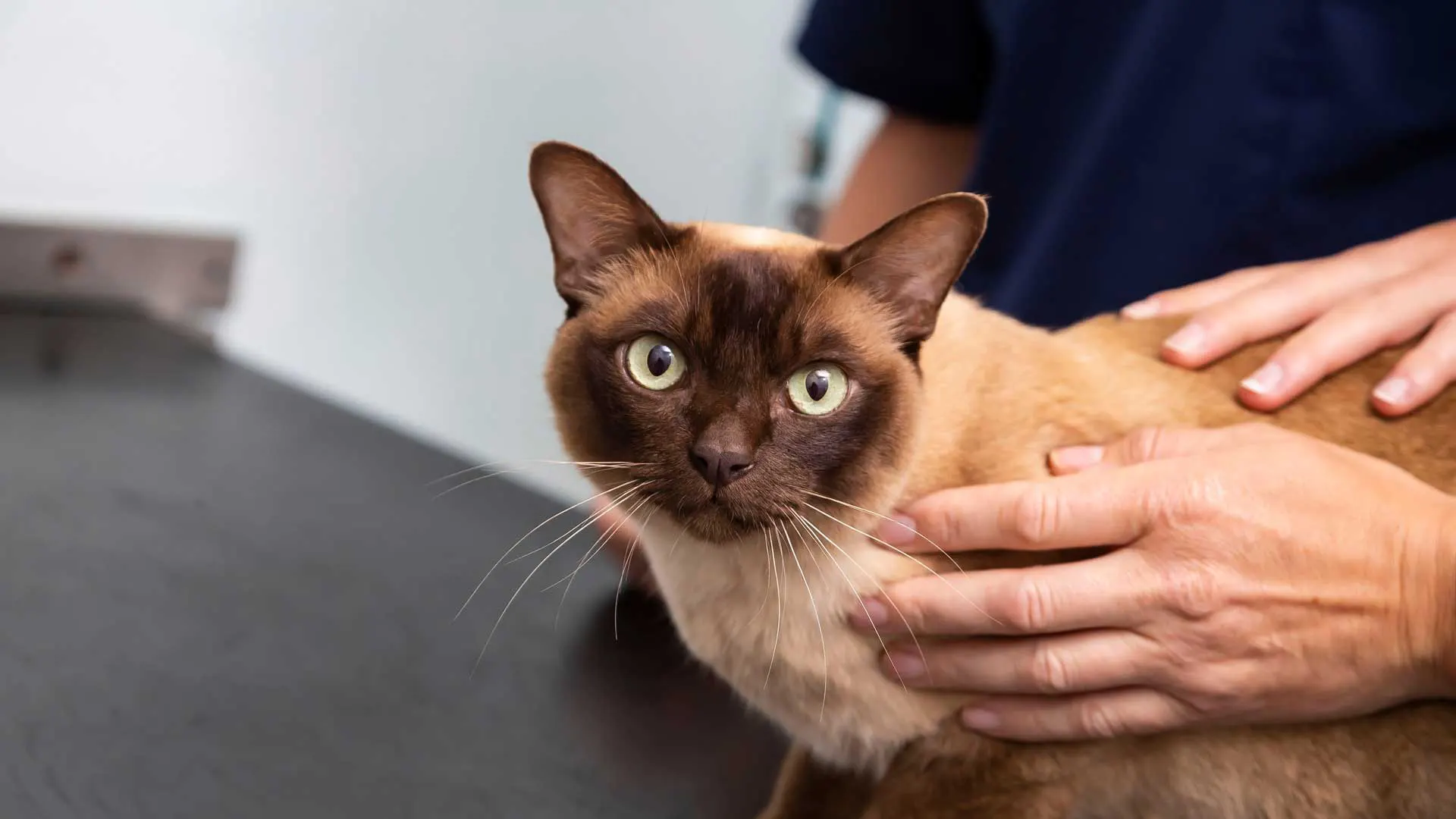 Brown cat microchipping offer