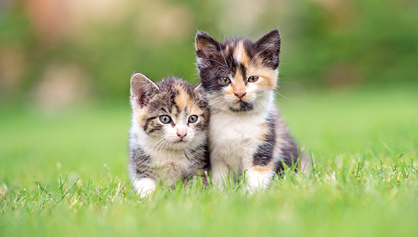 two kittens sitting on grass