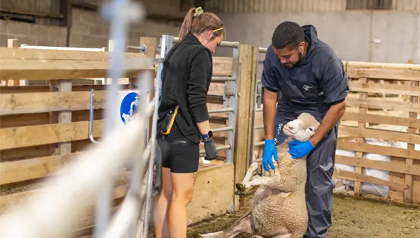 Vet and Vet Tech with Sheep