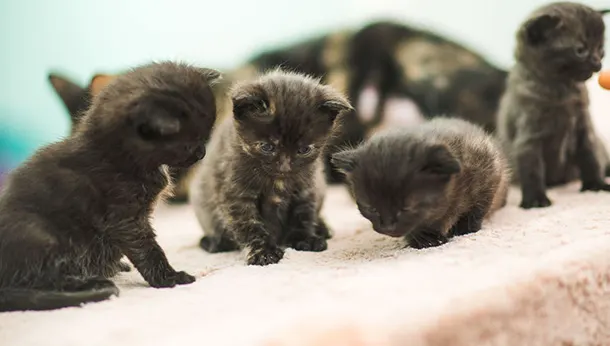 Group of kittens microchipping offer