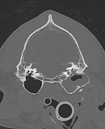 CT image showing a dog who underwent TECA