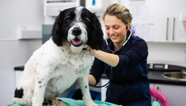 Vet with Dog