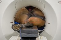 CT Scanning on a horse