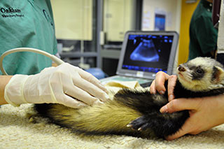 Ferret being scanned