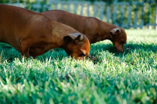 Dogs in the grass