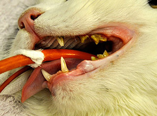Pre Dental Surgery Cat