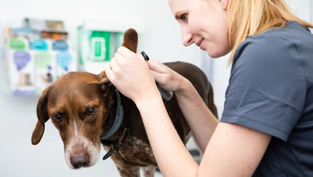 dog ear check with vet
