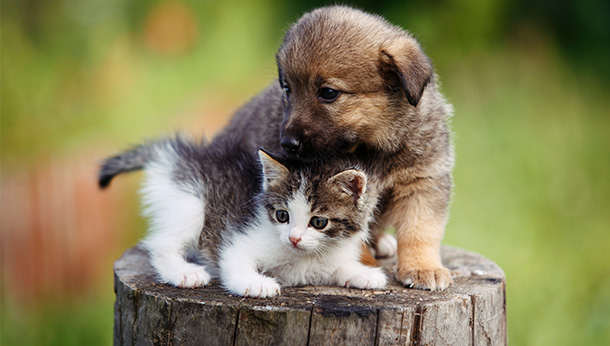 Free Puppy & Kitten Package