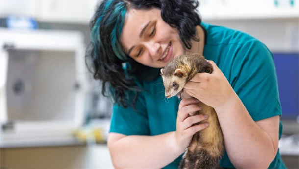 Animal assistant with ferret