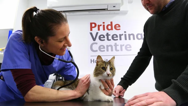 Cat at Pride Veterinary Referrals - heart murmur