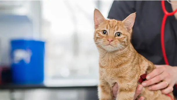 ginger cat at the vet