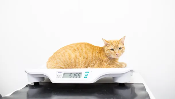 cat on the scales