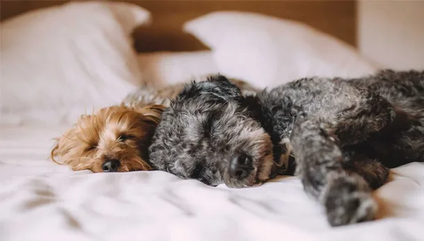 two dogs sleeping on bed