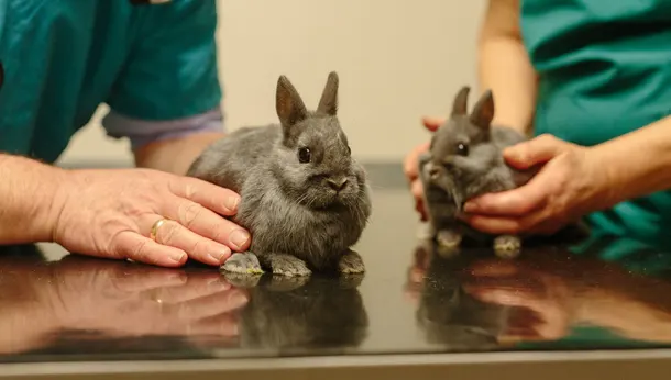 Rabbits at nurse clinic