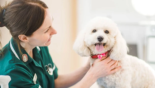 veterinary nurse with white dog