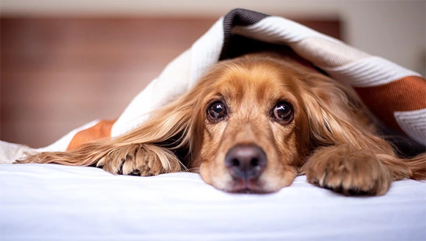 dog hiding under blanket
