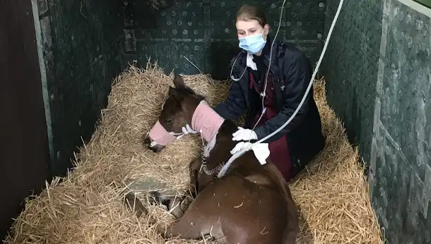 Foal unit