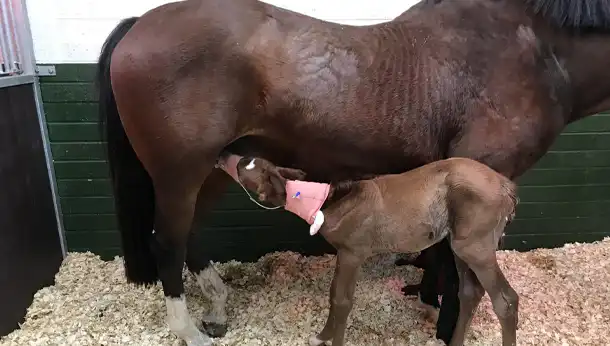 Foal nursing from mare