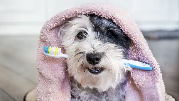 dog with towel on head and toothbrush in mouth