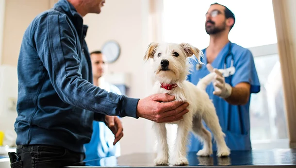white terrier dog in veterinary surgery