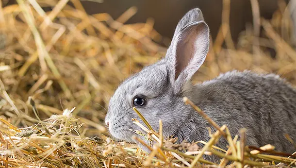 Rabbit in hay bed