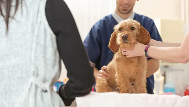 Dog in vet consultation