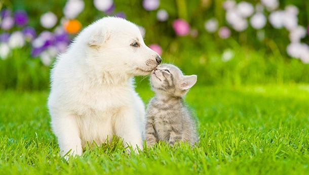Puppy and kitten in garden