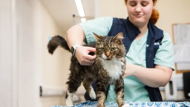 Wirral Vets Cat with Nurse
