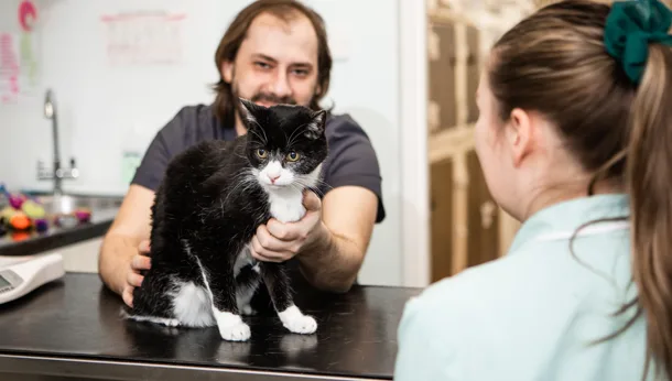 Wirral Vets Services Cat Check Up