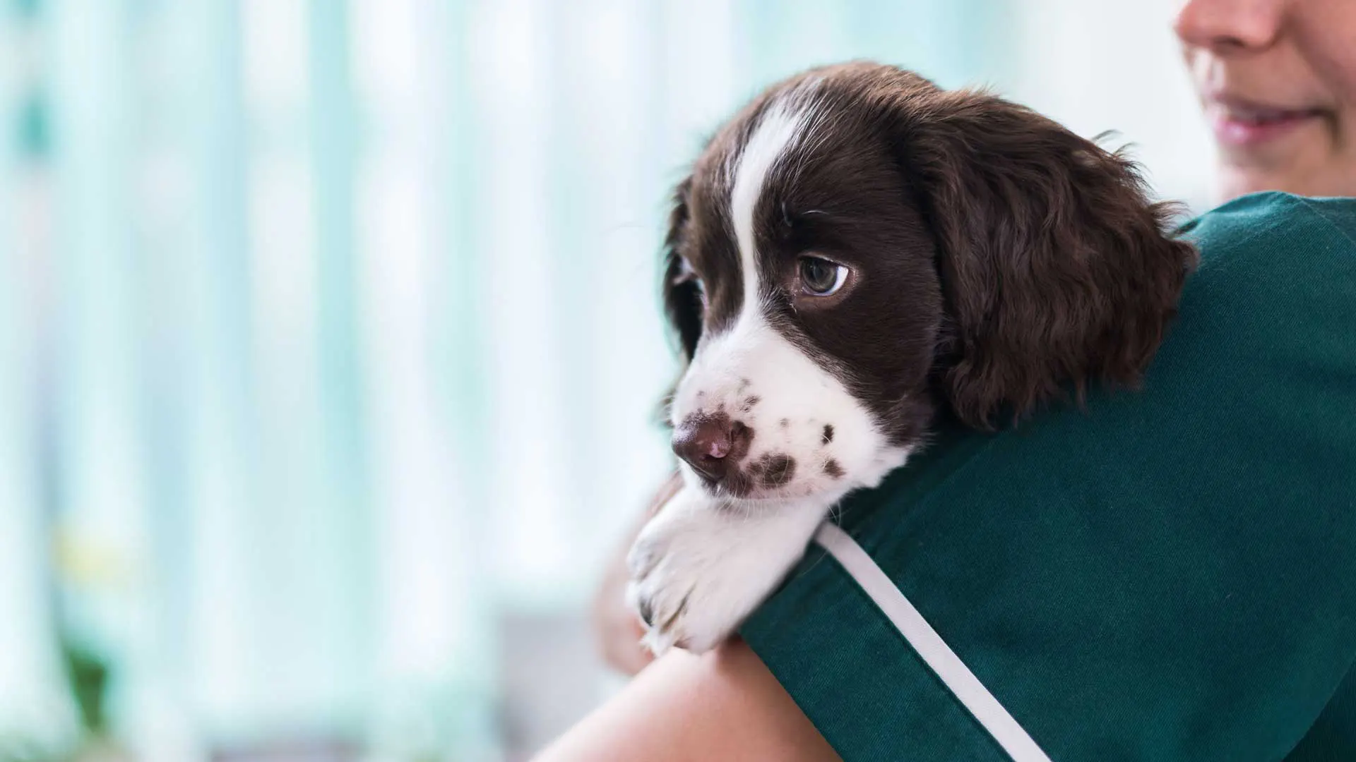 Puppy held by nurse