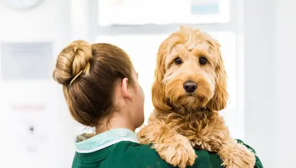 Rehoming a dog, nurse with light brown dog