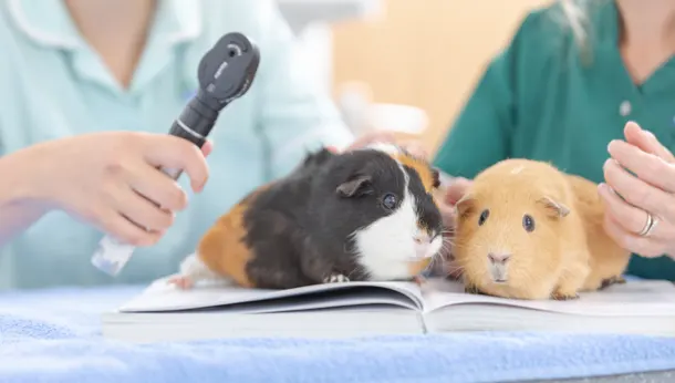 Two guinea pigs at the vets