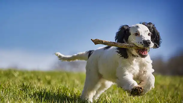 Puppy running with stick