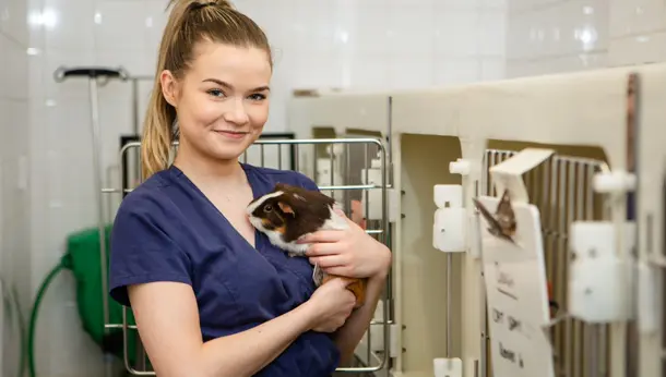 Vet nurse holding guinea pig