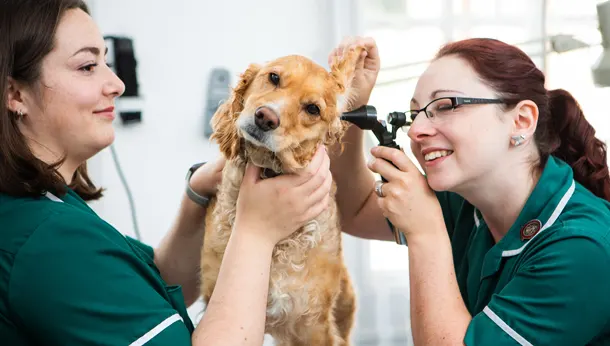 Dog ear check with nurse