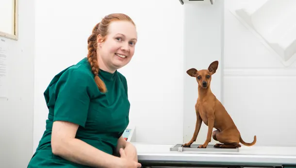 Small dog and vet